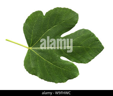 Feuille de vigne vert isolé sur fond blanc Banque D'Images
