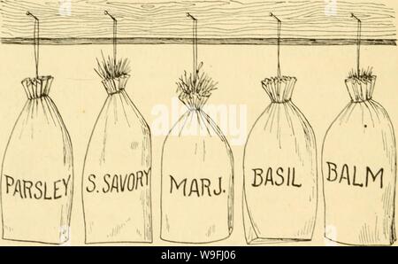 Image d'archive à partir de la page 45 d'herbes culinaires ; (1912). Herbes culinaires ; culinaryherbs00kain Année : 1912 ( JO c'Li.iAARV iii:ki;s pose comme ordinaire du foin ou de la paille. Cette ilavor particiihirly est perte d'noticeahle avec sai;c. whicli est l'un des plus faciles hcrl)s à gâcher par niaiiaicnicnt hvcn a. lorsqu'ils sont conservés dans des récipients en verre ou en étain tiiht, comme rccomniended nscless, il devient généralement avant la fin de deux ans. hen larg-e quantités d'herbes sont d'être guéri un eaporator fruits peuvent être employés, les herbes étant ; sacs de papier d'herbes séchées pour Home I'st répartis sur thiidy vire-fond de trav Banque D'Images