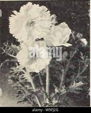 Image d'archive à partir de la page 45 de la Chalp annuel de jardin (1942). Currie's garden dev. curriesgardenann annuel197 Année : 1942 ( Sélectionnez une OillL FLOHER Jlut/ GRAINES  = LE MEILLEUR QUE DES MÉTHODES MODERNES PEUVENT PRODUIRE  = ANNUEL Argemone ANCHUSA (Blue Bird) un nouveau onnual Anchusa, qui croît d'environ 18' de hauteur ; est d'habitude compact c220300 porte son riche indigo fleurs au sommet de la plante. Vi oz., 30e ; Pkt., 10c.