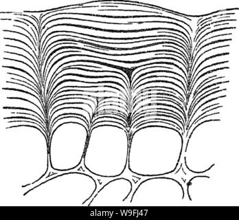 Image d'archive à partir de la page 45 de principes de l'anatomie et Banque D'Images