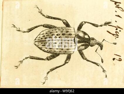 Image d'archive à partir de la page 46 de [Curculionidae] (1800) Banque D'Images