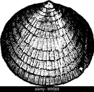 Image d'archive à partir de la page 46 d'un dictionnaire des fossiles Banque D'Images