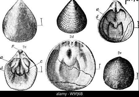 Image d'archive à partir de la page 46 d'un dictionnaire des fossiles Banque D'Images