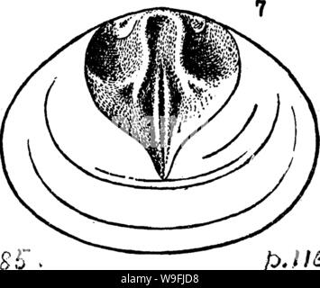 Image d'archive à partir de la page 47 d'un dictionnaire des fossiles Banque D'Images