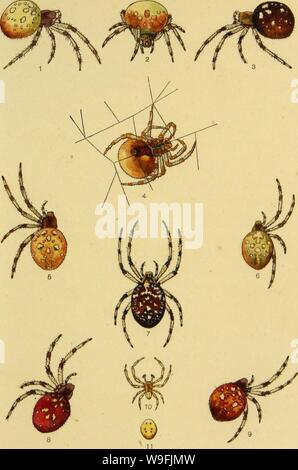 Image d'archive à partir de la page 48 du American araignées et leurs spinning