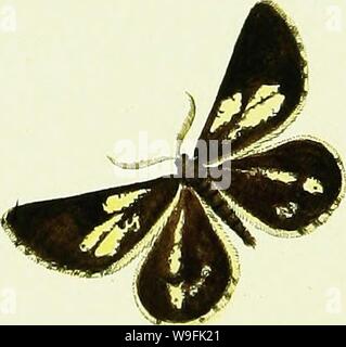 Image d'archive à partir de la page 48 de Hübner's geometra [ressource électronique] (1798). L'HuÌbner geometra [ressource électronique] Cubiodiversity7643250 Année : 1798 ( -U-9 ji6'. artariarza â Banque D'Images