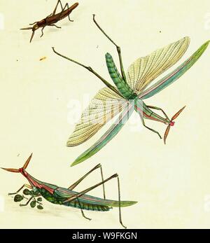 Image d'archive à partir de la page 50 de l'histoire naturelle des insectes Banque D'Images