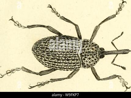 Image d'archive à partir de la page 52 de [Curculionidae] (1800) Banque D'Images