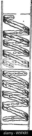 Image d'archive à partir de la page 51 des Principes de l'anatomie et Banque D'Images