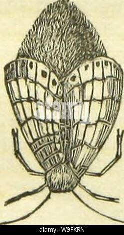 Image d'archive à partir de la page 51 du livre de papillons, sphinges, Banque D'Images