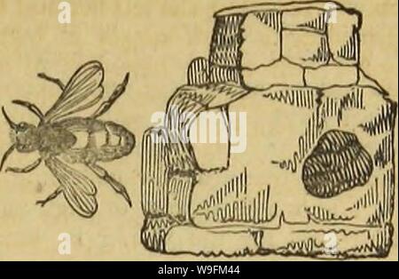 Image d'archive à partir de la page 52 de l'architecture d'insectes (1846) Banque D'Images
