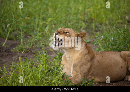 Lionne découvrant ses dents, Selous, Tanzanie Banque D'Images