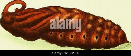 Image d'archive à partir de la page 53 de l'histoire naturelle des Britanniques. L'histoire naturelle des insectes britanniques ; expliquant dans leurs plusieurs membres, avec les périodes de leurs transformations, leur nourriture, l'oeconomie, &c. avec l'histoire de ces minutes insectes comme nécessitant une enquête par le microcsope. L'ensemble illustré par des chiffres de couleur, conçu et exécuté à partir de spécimens vivant CUbiodiversity1123244-9681 Année : 1792 ( Banque D'Images