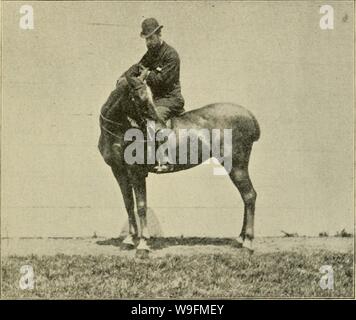 Image d'archive à partir de la page 54 de trottoir, snaffle et stimuler . Trottoir, snaffle et stimuler : une méthode de formation de jeunes chevaux pour la cavalerie, et pour une utilisation générale sous la selle curbsnafflespurm00ande Année : 1894 ( L'et de la collection. 49 Pour faire abaisser la tête du cheval, le cavalier doit prendre un sentiment de lumière sur la bouche, avec ses jambes contre les flancs ; la main doit alors être tenue faible et une tension constante BEXDIXG LA TÊTE, fixée. pris sur les rênes : au moment où le cheval baisse la tête, la main doit relâcher la tension sur les rênes, les jambes soit retiré de la f Banque D'Images