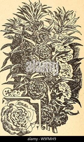Image d'archive à partir de la page 54 de Currie's Farm et jardin annuel. Currie's Farm et le jardin de printemps annuel : 1927 52e année curriesfarmgarde curr1910 Année : 1927 (-Baumier Lady's Slipper. Sapin baumier APPLE. Momordica. Curieux des vignes, avec feuillage orna- mental et de fruits en forme d'étrange, qui lorsqu'il est mûr, ouvert, montrant un brillant intérieur rouge ; faire un affichage gentil sur treillis et rock. H. H. A. 10 pieds. Pkt. M. Balsamina (sapin baumier Apple) . 10 M. Charatlna (sapin baumier poire).. 10 Banque D'Images