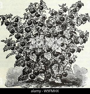 Image d'archive à partir de la page 54 de la Chalp annuelle de printemps, le jardin. Currie's garden : annuel, au printemps 1935, 60e année curriesgardenann19dev. 1 Année : 1935 ( CURRIE BROTHERS CO., Milwaukee, WIS, Page 51 Monarda didyma (bergamote), CAMBRIDGE SCARLET (Oswego)-Thé-pourpre brillant écarlate. ROSEA (Monardes) de profondeur de couleur rose. VIOLACEA-lumineux rouge amarante. Les plantes, prix, chaque, 25c ; pour douz. 2,50 $ (MYOSOTIS forget-me-not) onagre (Oenothera) Gratuit-floraison, les plantes vivaces, et l'ouverture des fleurs vers le soir et tôt le matin. Ours-LAMARCKIANA épis de grandes fleurs jaune vif, abondamment. Hardy Banque D'Images