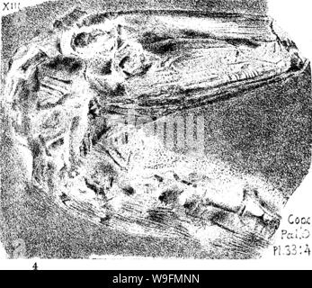 Image d'archive à partir de la page 55 d'un dictionnaire des fossiles Banque D'Images