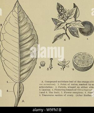 Image d'archive à partir de la page 56 de la culture des agrumes dans