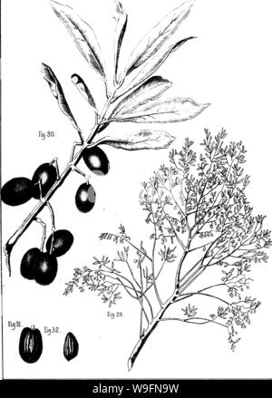 Image d'archive à partir de la page 56 de l'olive de sa culture