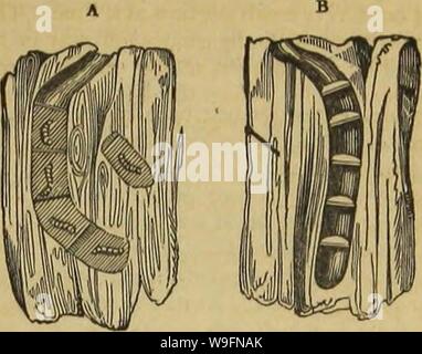 Image d'archive à partir de la page 56 de l'architecture d'insectes (1846)