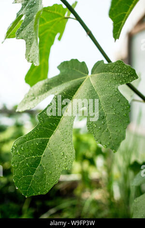 Les feuilles de figuier couvert de gouttelettes d'eau dans une serre dans une ferme de Warwick, New York. Banque D'Images