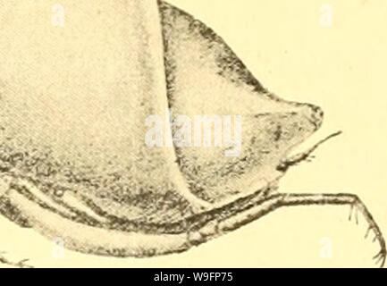 Image d'archive à partir de la page 60 de Cumacea (Sympoda) (1913) Banque D'Images