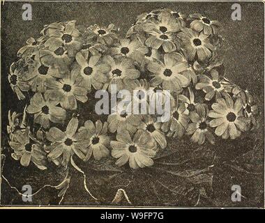 Image d'archive à partir de la page 60 de Currie's Farm et jardin annuel. Currie's Farm et le jardin de printemps annuel : 1918 43e année curriesfarmgarde curr191 Année : 1918 ( Cineraria-Currie's Matchless Marguerite. Marguerite Chrysanthemum leucanthemum, H. P. Hybridum-un magnifique Daisy ou Marguerite, les fleurs sont produites en grande profusion sur les tiges longues et rigides, ce qui le rend utile pour les fleurs coupées et des usages. L'usine est parfaitement hardy et portent des fleurs la première saison à partir de semences. Pkt. Alaska-Large, blanc pur l(j Californie-jaune pâle, se changeant en blanc. 10 ; IC 10 Mixte Banque D'Images