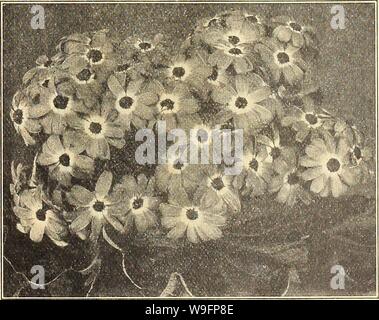 Image d'archive à partir de la page 60 de la Chalp farm & Garden annuelle. Currie's farm & jardin : printemps 1922 annuel 47e année curriesfarmgarde19dev. 5 Année : 1922 ( Blanc Paris Dals7&gt ; Marguerite. H. P. Chrysanthemum leucanthemum Hybridum-fleurs produites en grande pro- fusion sur les tiges longues et rigides, utile pour couper parfaitement ; fiowers hardy et portent des fleurs la première saison à partir de semences. Pkt. Alaska-Large, Blanc pur 10 Marguerite. La cinéraire variétés connu comme C. Hybrida sont bien connus et dépasser de plus en plus brillante les plantes de serre. C. maritima ou Dusty Miller est cultivée pour ses folia argenté Banque D'Images