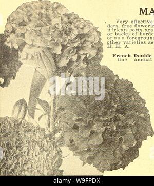 Image d'archive à partir de la page 61 de Currie's Farm et jardin annuel. Currie's Farm et le jardin de printemps annuel : 1925 50e année curriesfarmgarde curr198 Année : 1925 ( 56 CURRIE BROTHERS COMPANY, Milwaukee, WIS. MARIGOLD Souci d'Afrique 10. LAVATERA 10-Mallow. Arborea Pkt variegata (arbre) mauve-rouge des fleurs. Très beau, grand feuillage tacheté. 4 pieds. B H. splendens (annuel mixte Mallo-w)-Flow- ers grande, brillante, rose rose et blanc brillant pur, très fines pour la découpe. 3 pieds. 10 H. UN LYCHNIS. Un genre de beau et très orna- plantes de culture mentale facile, remarquablement efficaces dans mix Banque D'Images