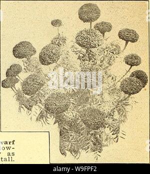 Image d'archive à partir de la page 61 de Currie's Farm et jardin annuel. Currie's Farm et le jardin de printemps annuel : 1925 50e année curriesfarmgarde curr198 Année : 1925 ( MARIGOLD Souci d'Afrique 10. LAVATERA 10-Mallow. Arborea Pkt variegata (arbre) mauve-rouge des fleurs. Très beau, grand feuillage tacheté. 4 pieds. B H. splendens (annuel mixte Mallo-w)-Flow- ers grande, brillante, rose rose et blanc brillant pur, très fines pour la découpe. 3 pieds. 10 H. UN LYCHNIS. Un genre de beau et très orna- plantes de culture mentale facile, remarquablement efficaces dans de fleurs et d'arbustes frontières. H. P. Pkt. C Banque D'Images