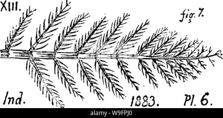 Image d'archive à partir de la page 62 d'un dictionnaire des fossiles Banque D'Images