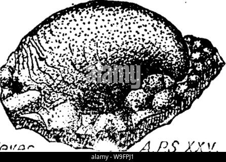 Image d'archive à partir de la page 62 d'un dictionnaire des fossiles Banque D'Images