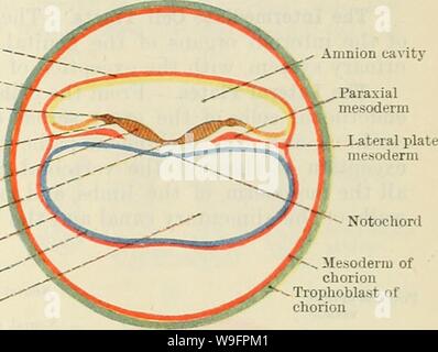 Image d'archive à partir de la page 62 du texte de Cunningham-livre d'anatomie (1914). Cunningham's Text-book d'anatomie cunninghamstextb00cunn Année : 1914 ( âMesoderm âEctoderm d'amnios â â de l'amnios - toit de la crête neurale de la paroi latérale de la plaque de marbre-groove neural de mésoblaste' entoderm Entoderm vésicule' cavité d'entoderm l'amnion vésicule notochorde cavité mésodermique de chorion trophoblastique de chorion cochon. 41. A. La section transversale d'un zygote, montrant les éléments constitutifs. Schéma de la zone B. embryonnaires montrant certaines parties de la plaque neurale et la ligne primitive. La portion apicale du somite mésodermiques creux je Banque D'Images