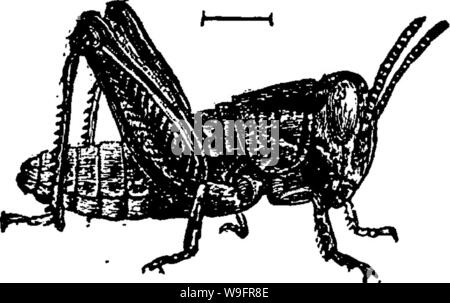 Image d'archive à partir de la page 64 d'un manuel pour l'étude Banque D'Images