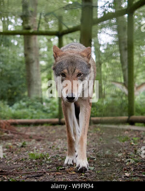 Loup gris - Un homme adulte loup gris à marcher tout droit vers la caméra avec un contact visuel (Canis lupus) Banque D'Images