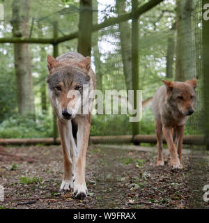 Loup gris - Un adulte paire de loups gris à marcher tout droit vers la caméra (Canis lupus) Banque D'Images
