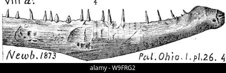 Image d'archive à partir de la page 65 d'un dictionnaire des fossiles Banque D'Images