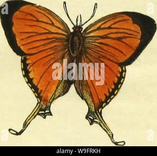 Image d'archive à partir de la page 65 du livre de papillons, sphinges, Banque D'Images