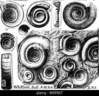 Image d'archive à partir de la page 67 d'un dictionnaire des fossiles Banque D'Images