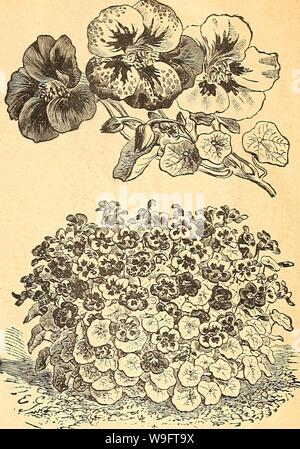 Image d'archive à partir de la page 68 de Currie's Farm et jardin annuel. Currie's Farm et le jardin de printemps annuel : 1927 52e année curriesfarmgarde curr1910 Année : 1927 ( LISTE DE CHOIX DES GRAINES DE FLEURS POUR 1927. Capucines 63 DAVARF BVSH ou variétés. Aurora-ChTome tachetée jaune veiné de carmin et violacé. Beauté-rayée rouge et jaune. Le caméléon-fleurs de couleurs différentes, de couleurs différentes et des marquages sur la même plante sont supportés en grande profusion. Crimson. Le Palais de Cristal bijou-soufre repéré. L'impératrice de l'Inde - Le plus brillant variété en culture, feuillage très foncé et des fleurs d'une profonde richesse cr Banque D'Images