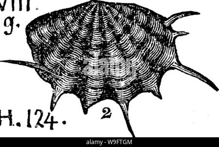 Image d'archive à partir de la page 70 d'un dictionnaire des fossiles Banque D'Images