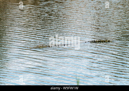 Un crocodile du Nil, Crocodylus niloticus, partiellement immergé dans l'eau Banque D'Images