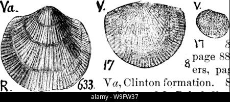 Image d'archive à partir de la page 72 d'un dictionnaire des fossiles Banque D'Images