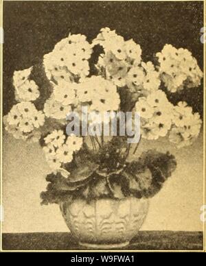 Image d'archive à partir de la page 73 de Currie's Farm et jardin annuel. Currie's Farm et le jardin de printemps annuel : 1927 52e année curriesfarmgarde curr1910 Année : 1927 ( Primula Obconica GIgantea. Pkt. Primrose anglais hôtellerie parfumé avec l'huile de ricin RICINUS 10-Bean. Dans RIclnaa. Tall-magnifique, les plantes à feuillage de plus en plus utiles en tant que plantes spécimen sur lj"wns, ou des groupes centre de grands lits. Leurs feuilles brillantes créer un grand sous-tropical. efCet BarboniensiN Arboreiis H. H. A.-très grand et beau feuillage vert ; 15 pieds. Oz. 25c 10 Cambodgensis-Feuilles grandes, en forme de palmier et d'une couleur rouge-bronze avec re Banque D'Images