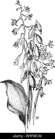 Image d'archive à partir de la page 73 de l'orchidées de New England ; Banque D'Images