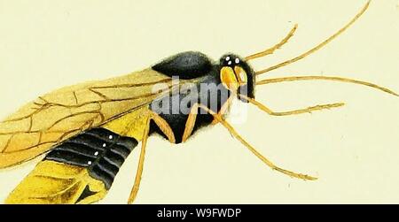 Image d'archive à partir de la page 73 de l'histoire naturelle des Britanniques. L'histoire naturelle des insectes britanniques ; expliquant dans leurs plusieurs membres, avec les périodes de leurs transformations, leur nourriture, l'oeconomie, &c. avec l'histoire de ces minutes insectes comme nécessitant une enquête par le microcsope. L'ensemble illustré par des chiffres de couleur, conçu et exécuté à partir de spécimens vivant CUbiodiversity1123244-9686 Année : 1792 ( , Banque D'Images