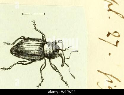 Image d'archive à partir de la page 74 de [Curculionidae] (1800) Banque D'Images