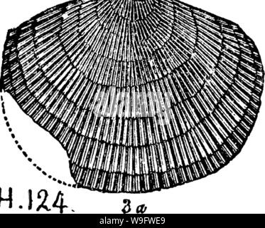 Image d'archive à partir de la page 74 d'un dictionnaire des fossiles Banque D'Images