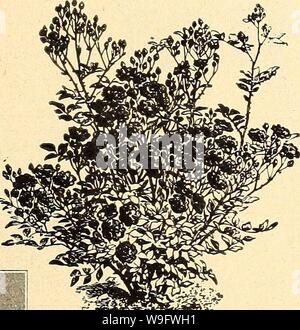 Image d'archive à partir de la page 74 de Currie's Farm et jardin annuel. Currie's Farm et le jardin de printemps annuel : 1926 curriesfarmgarde19dev. 9 Année : 1926 ( Pkt. . 10 Feu Salvia Shamrock. Irlandais à petites feuilles vrai...... STATICE (lavande de mer). Une splendide, très florifère un- nuelle, portant des fleurs en grandes quantités du début juin jusqu'à gel dur. Semez à l'intérieur en mars. Sinuata Rosea-2 ft. fleurs de couleur rose Sinuata Hybrida mixte. ........... (Russe) Suworowi-1 ft. Rose vif ; fine pour la coupe et l'hiver bouquets STOKESIA (Stoke). Aster de Cyanea-l'un des plus utiles les plantes vivaces Banque D'Images