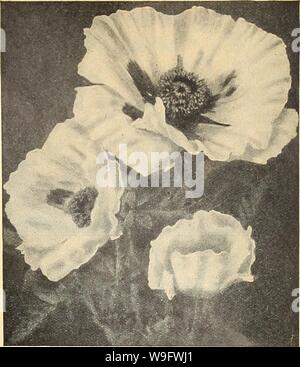 Image d'archive à partir de la page 74 de Currie's Farm et jardin annuel. Currie's Farm et le jardin de printemps annuel : 1923 48ème année curriesfarmgarde curr196 Année : 1923 ( seule annu- AL COQUELICOTS. Pkt. Que la Flandre écarlate vif- l'Union européenne/ dfe ij champ de pavot, maintenant . Si bien P â connu. 4 OZ. 30c.... 10 Pavot d'Orient, Perry White. Pkt. SHIRLEYâBeautiful coquelicots d'une couleur variant du blanc pur, de diverses nuances de rose à rouge. La plupart des fleurs sont veinées, strié et émietté du centre vers les bords .wliile rouge, d'autres sont bordées de blanc. Couleurs mixtes. oz. 15c 5 Pavot-âA Virginie Banque D'Images